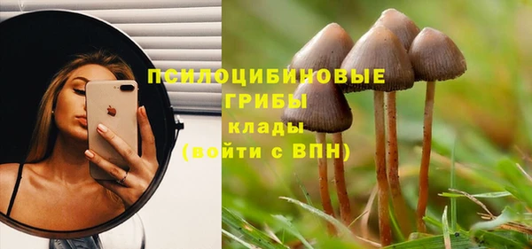 прущие грибы Переславль-Залесский